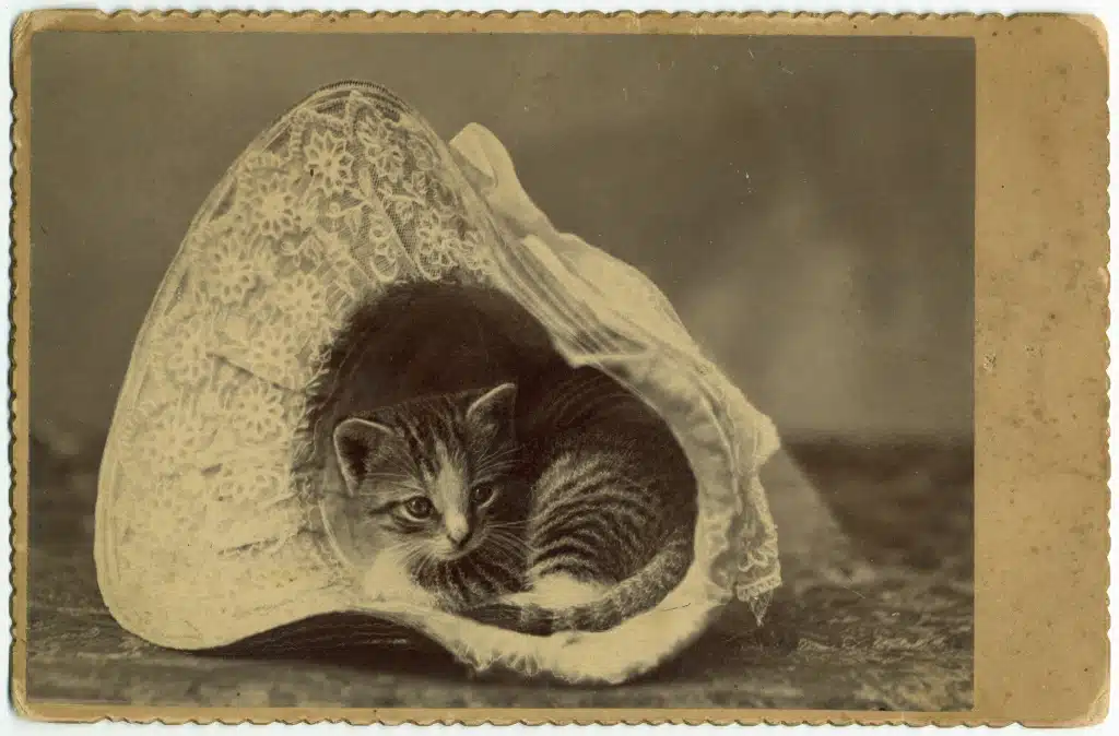 mark twain rented cats