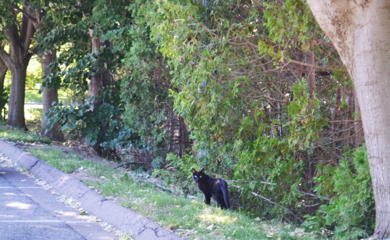 And wouldn't you know it, as I got into my car, I looked up and saw a black cat trotting along the edge of the parking lot. No doubt, Sam Clemens would approve. 