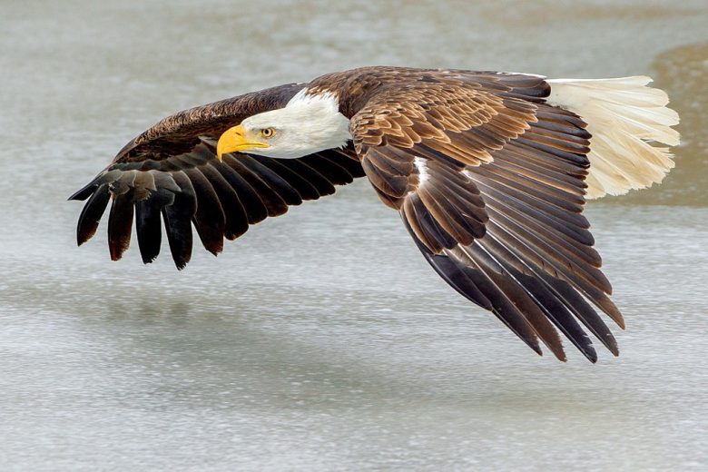 Merrimack River Eagle Festival | Top 10 Massachusetts Winter Events