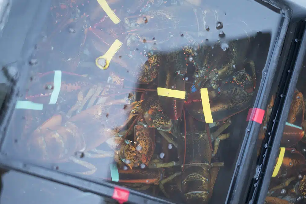 Fresh lobster at McLaughlin's Shack in Lincolnville, Maine.