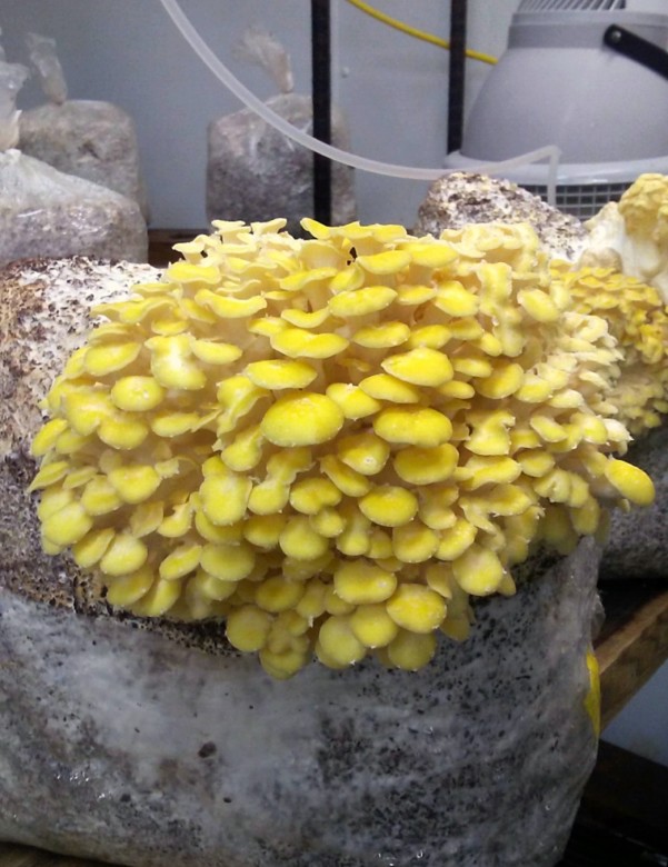 Mushrooms growing at the farm.