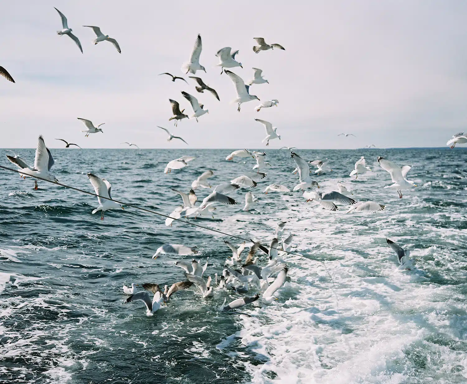 Diving for Squid - Nantucket, MA