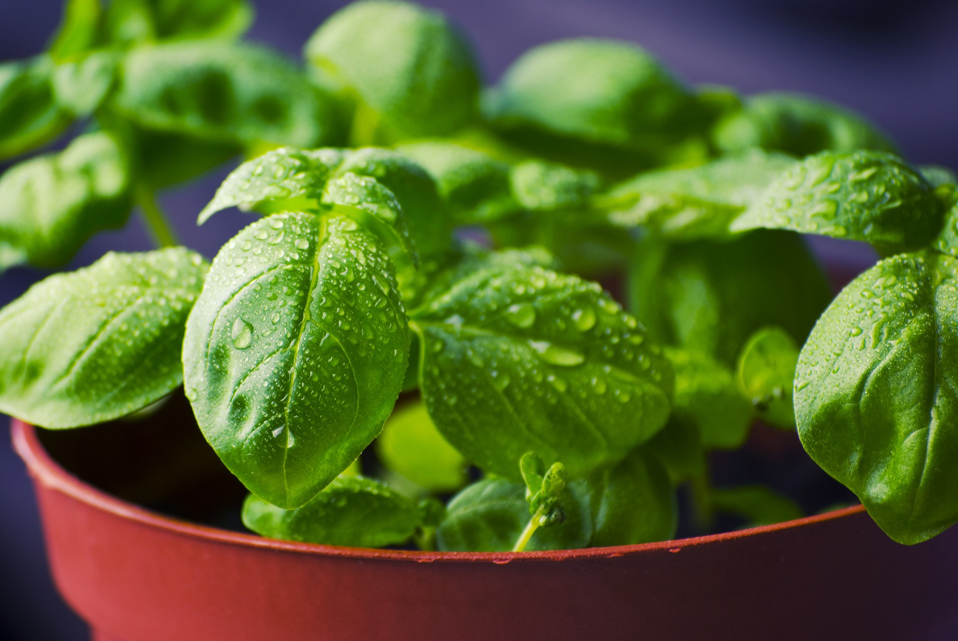 natural-mosquito-repellents-basil-pb