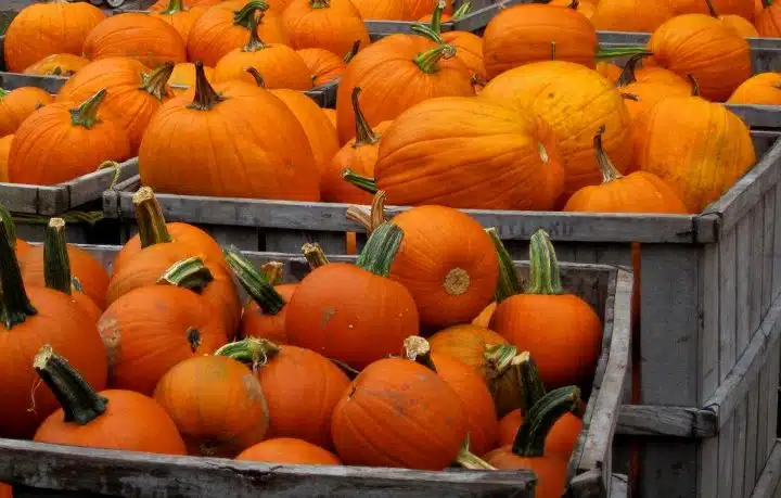Get Your Great Pumpkin Here! | New England Pick-Your-Own Pumpkins