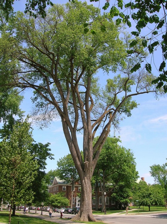 our-ten-favorite-new-england-trees-yankee-magazine