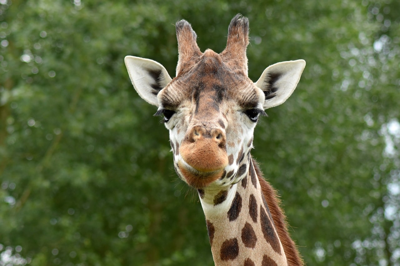 new-england-zoos-feed-giraffe