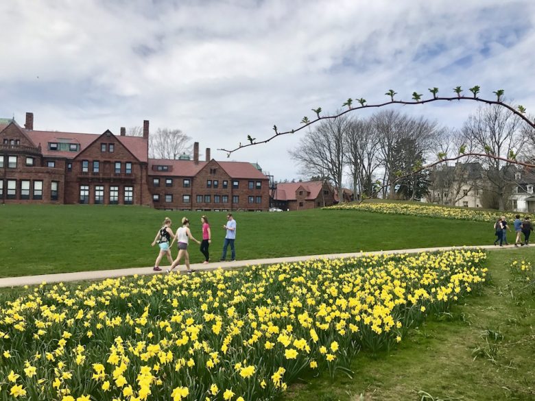 Newport Daffodil Days Festival | Favorite Newport, RI, Events