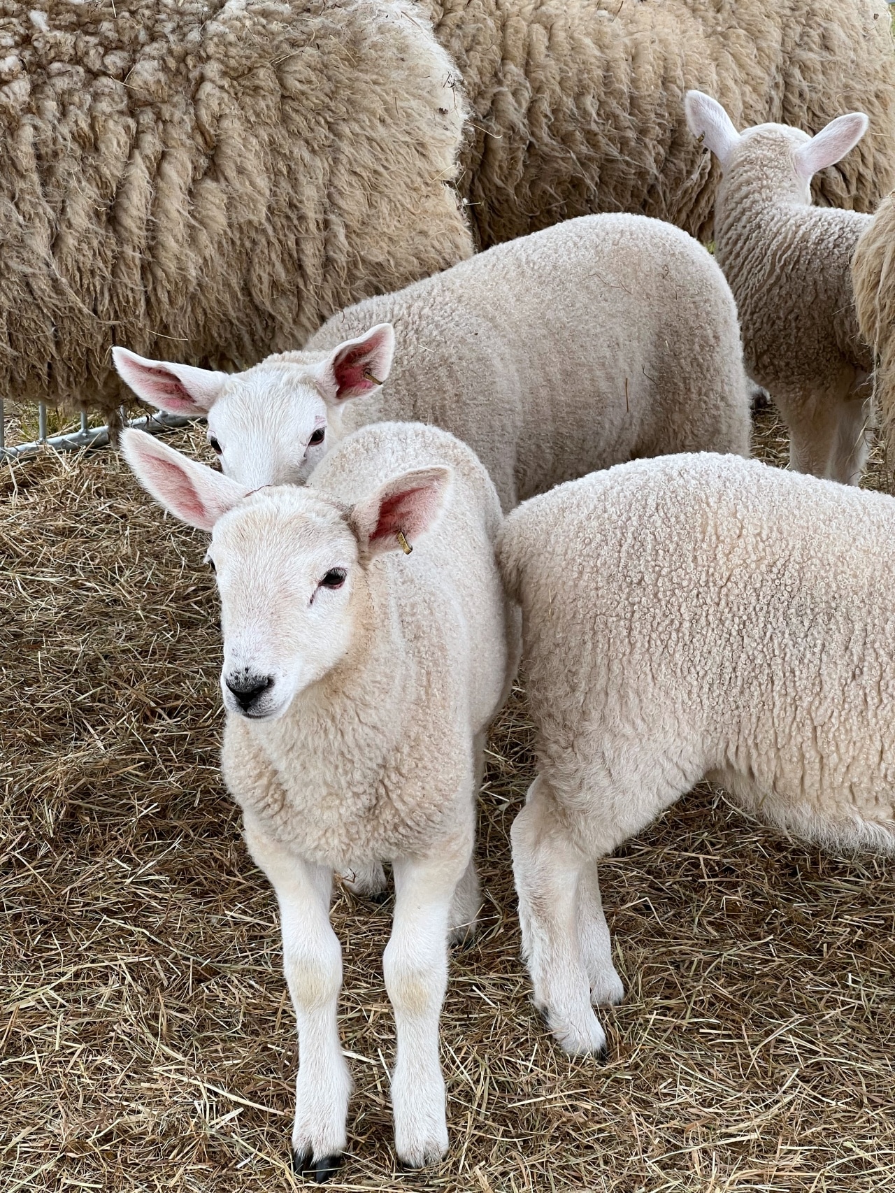 nh-sheep-wool-festival