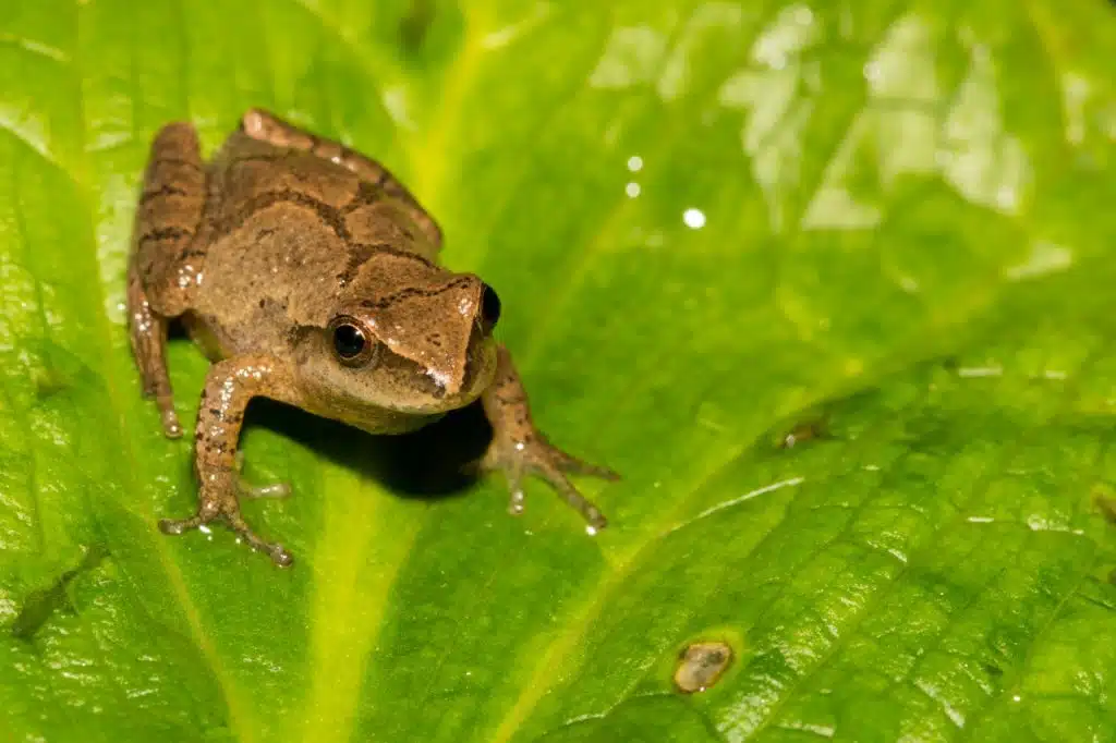 spring peeper frog