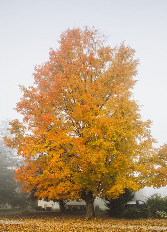 A maple tree at its peak glows in the morning fog along Rte. 63 in Northfield, Massachusetts.