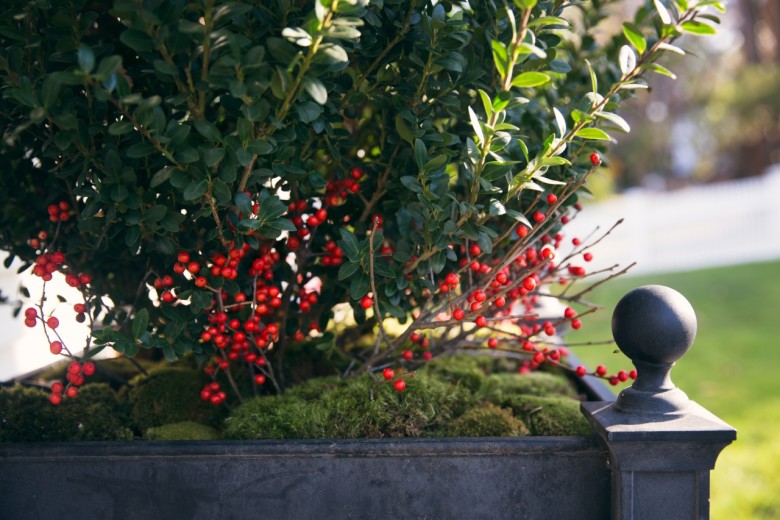Add a bed of moss and red berries to an existing plant for instant holiday cheer. 