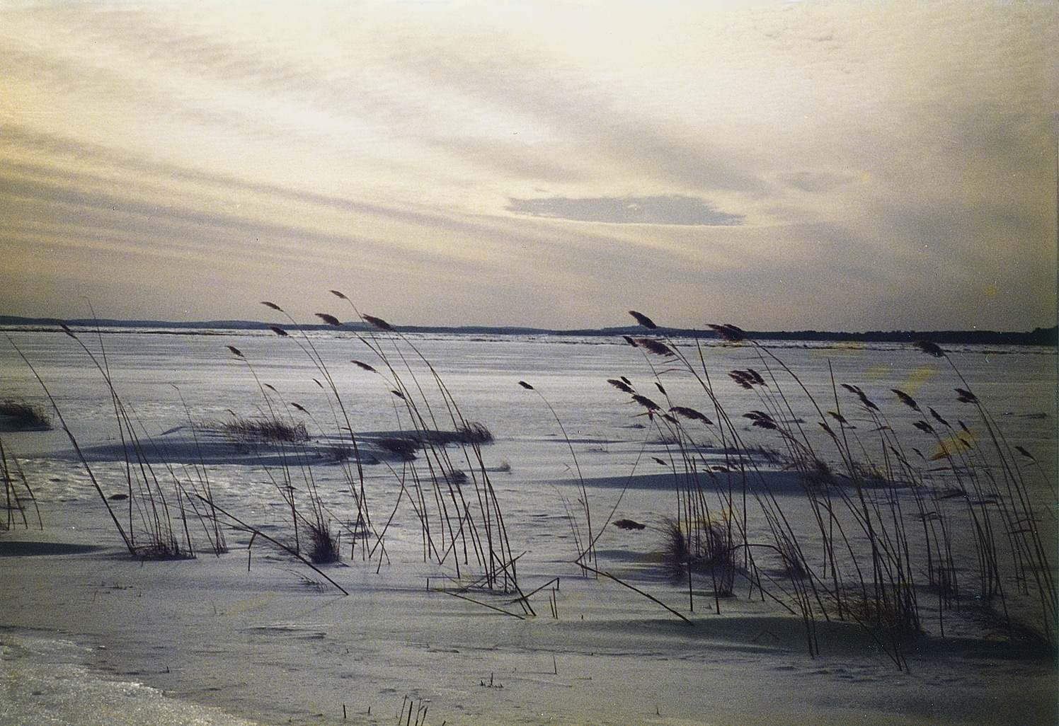 Title: Early Color, Plum Island Location: Parker River Wildlife Refuge, Plum Island, MA Judge's comments: "In “Early Color,” there are hints of color in the swaying grasses and in the sky, but the overall tonality of this photograph is more monotone, as if brushed with a watered-down pigment brush. It is difficult to distinguish sand from frost and ice, suggesting that winter still has a heavy grasp on the marsh. Cloud cover blankets the skyline, holding back the sun. A break in the clouds points to potential as if to say, “Soon, very soon.”" 