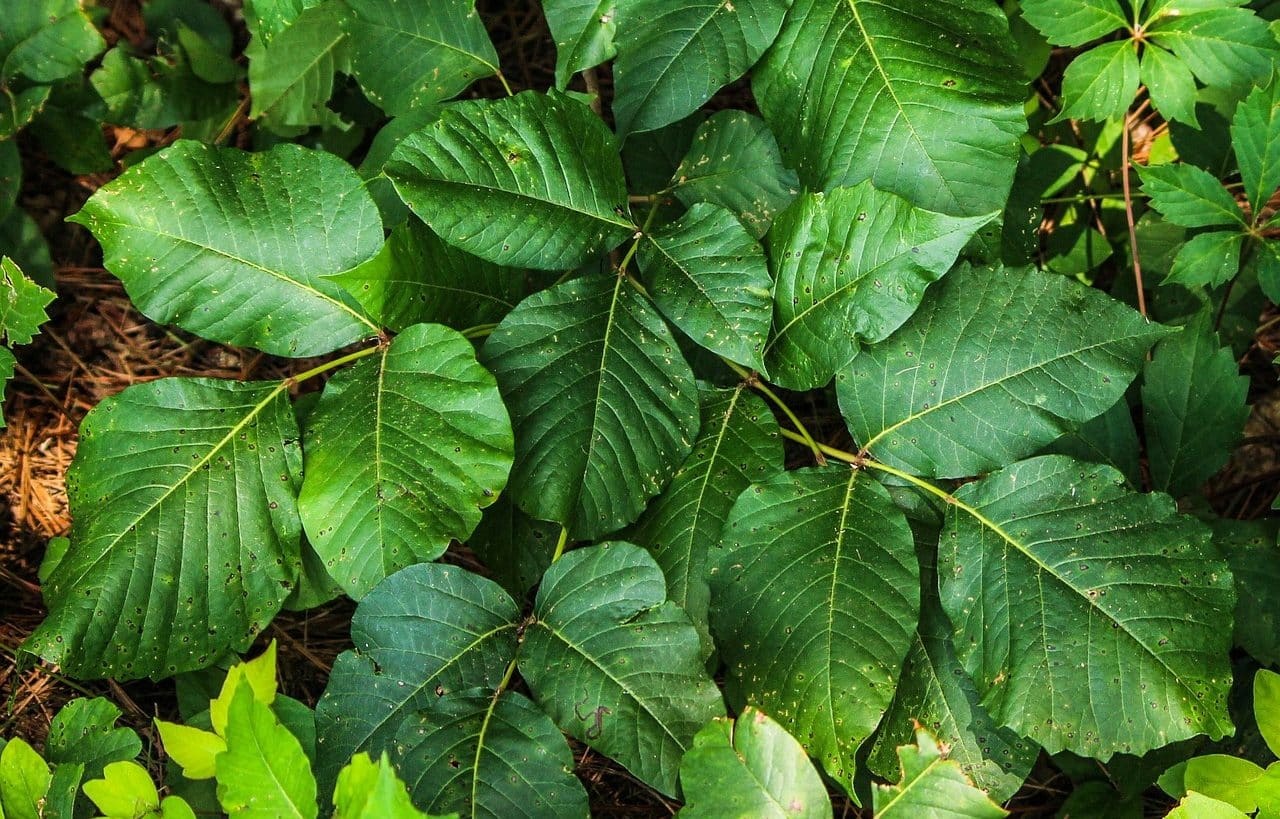 Poison Ivy and Oak Treatment