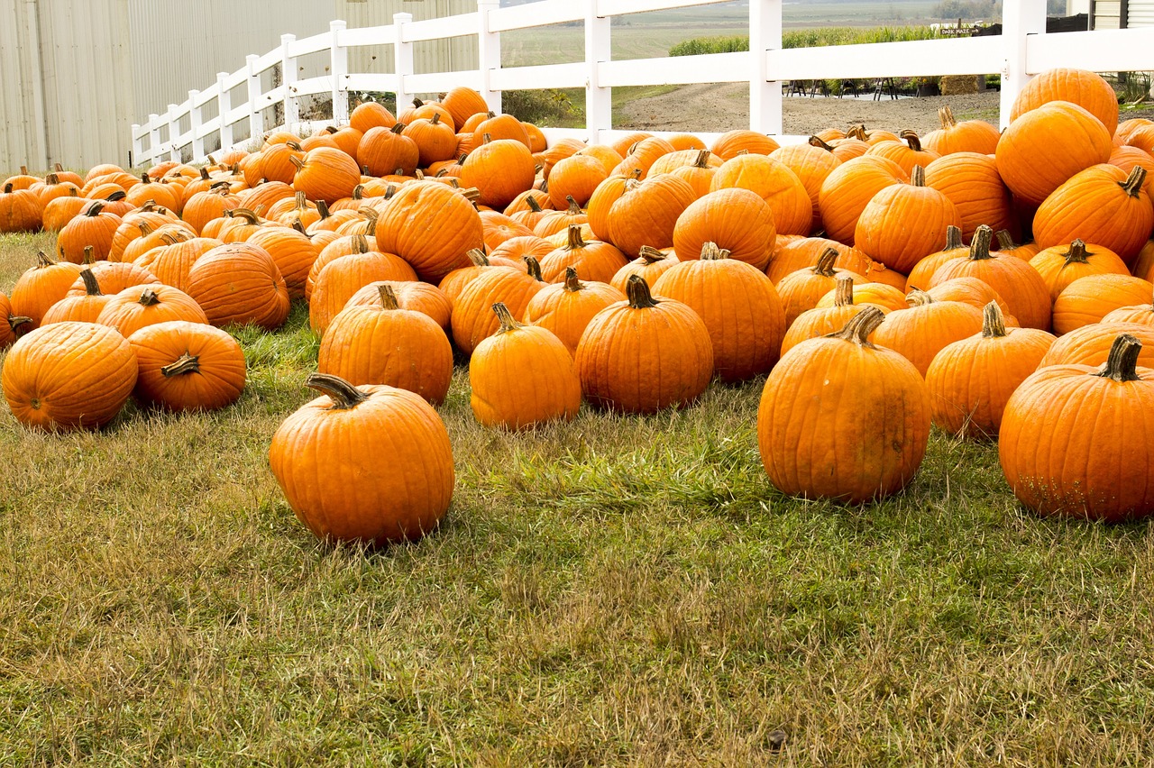 cohasset asp pumpkin patch