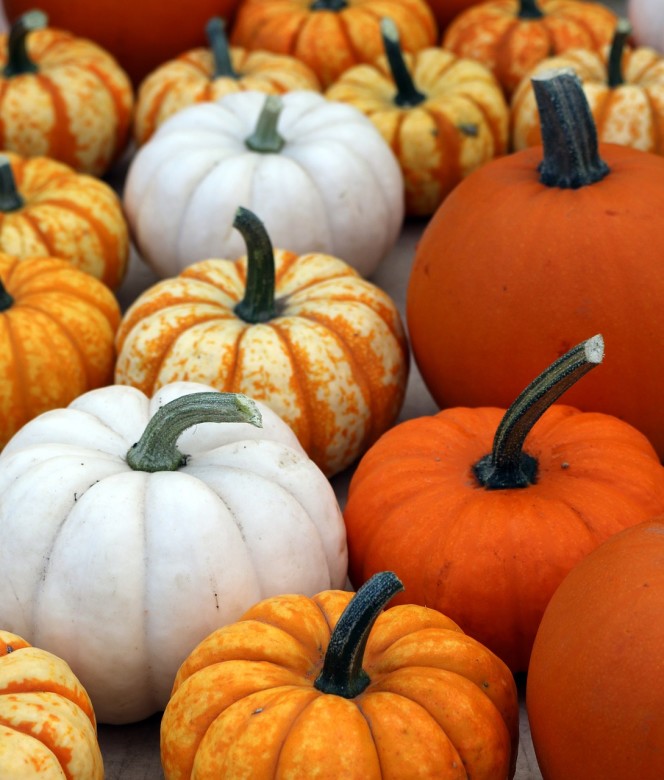 Fun Pumpkin Varieties | Pumpkin Picking Tips