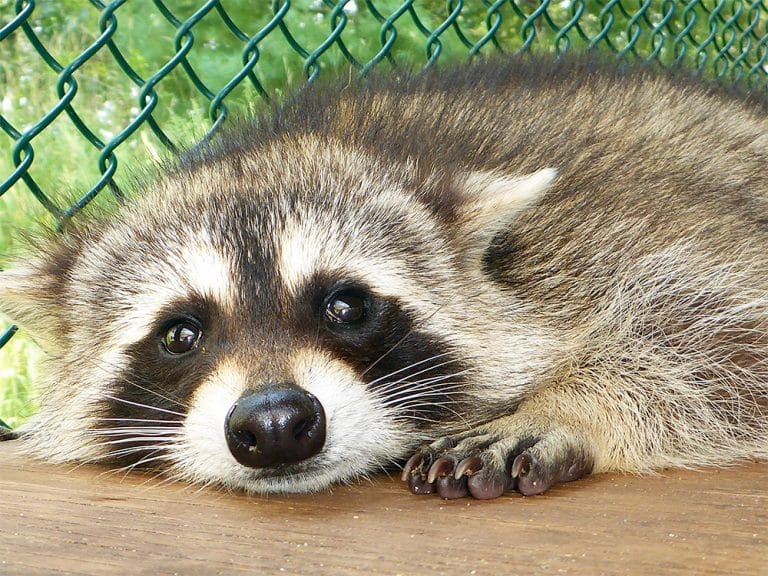 racoon