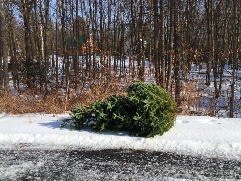 5 Ways to Recycle Christmas Trees