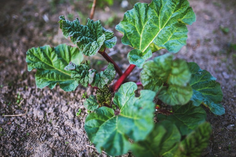 How to Grow Rhubarb