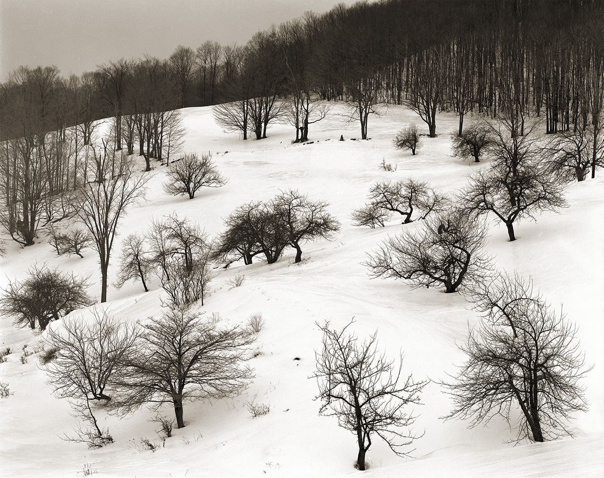 Winter Orchard, Pomfret, 1975.
