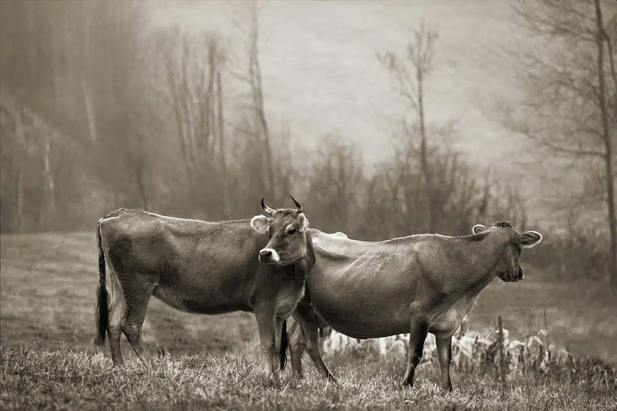 November Light, Tunbridge, 1971.