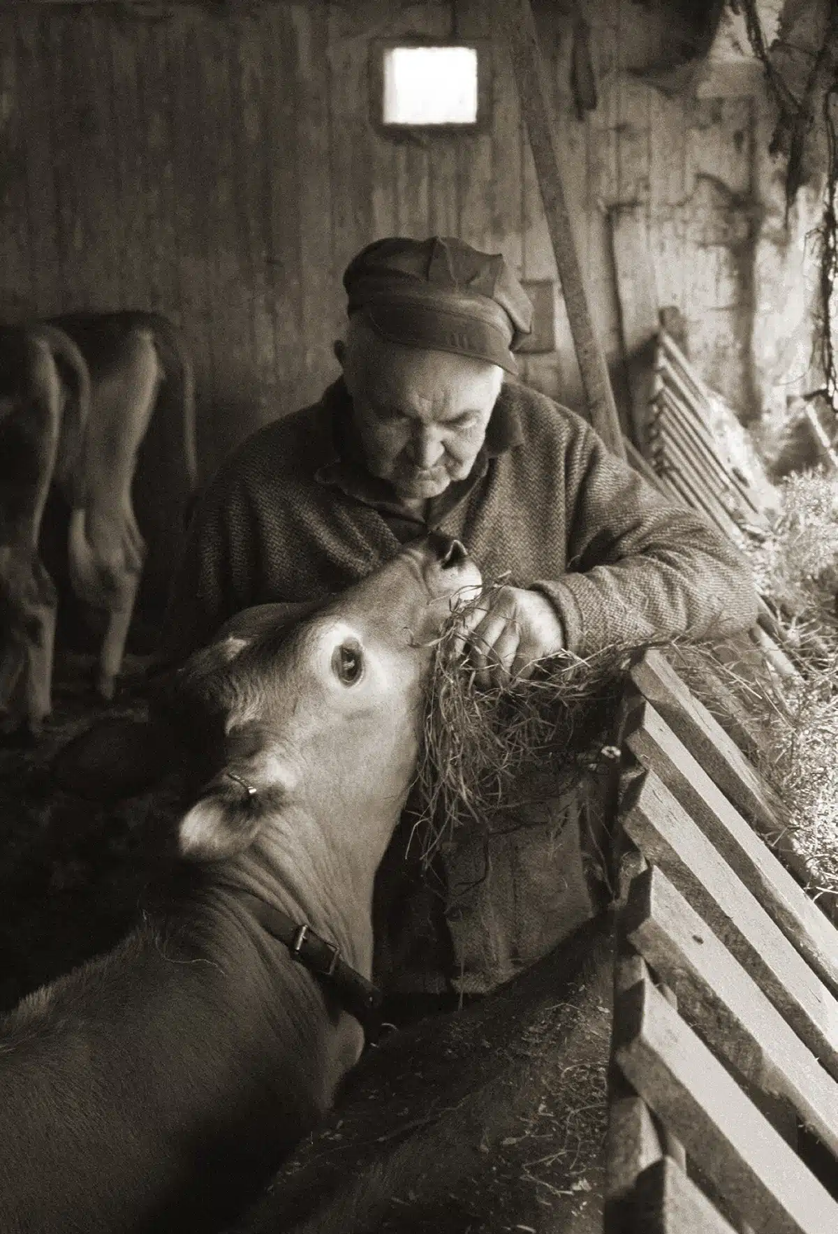 John's Favorite, West Barnet, 1972.