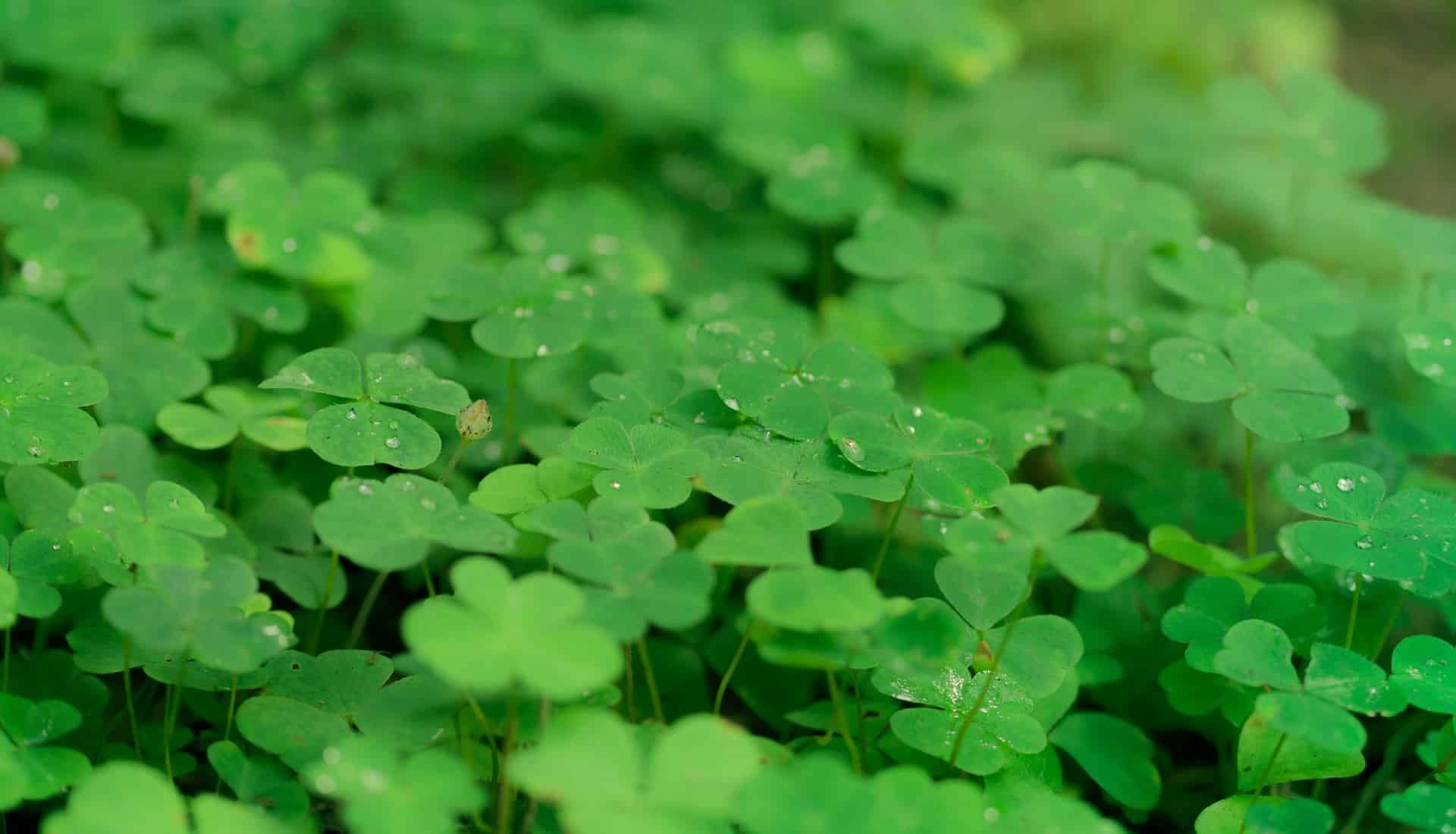 Four Leaf Clover Day, August 2 Holiday. Shamrocks.