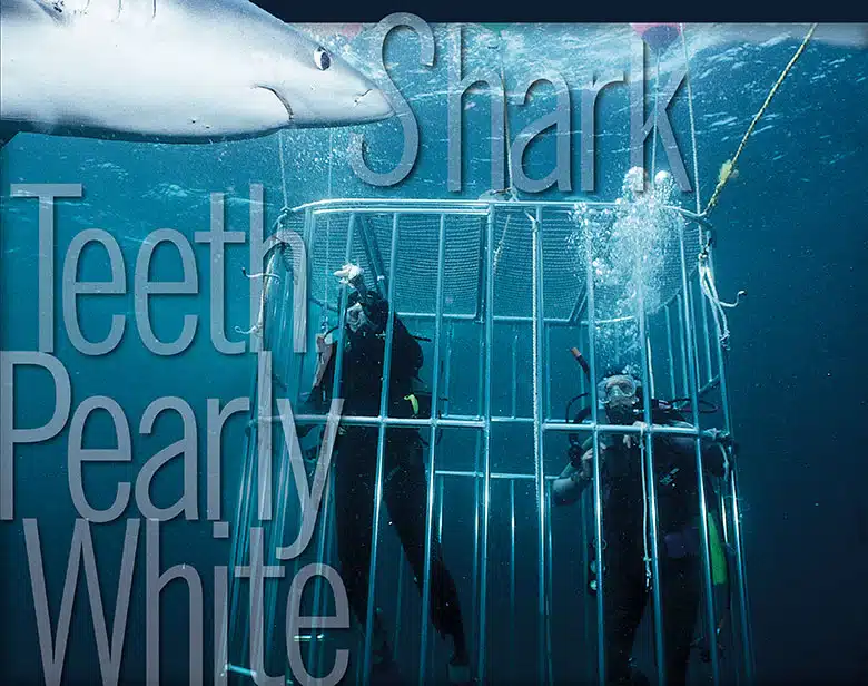 Sharks in New England