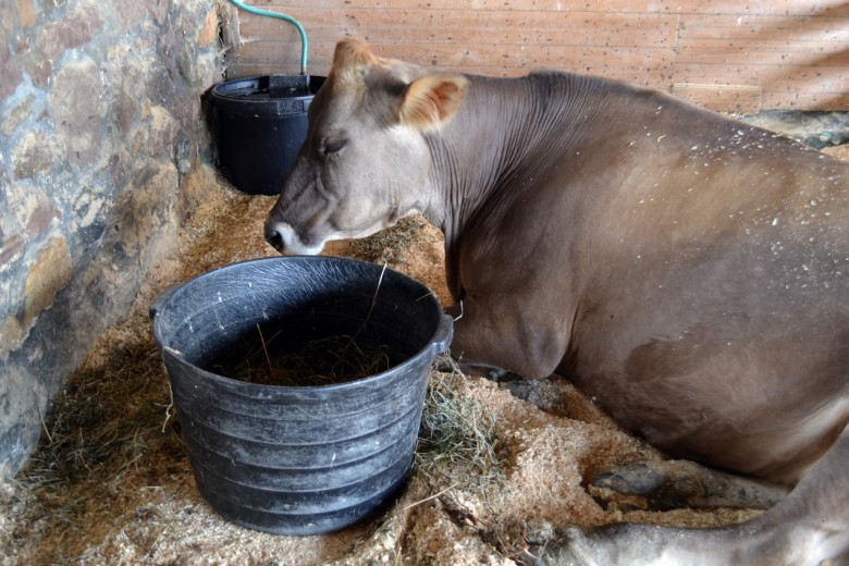 This is Fina, one of the Brown Swiss cows at Shelburne Farms. She produces 6-8 gallons of milk each day.