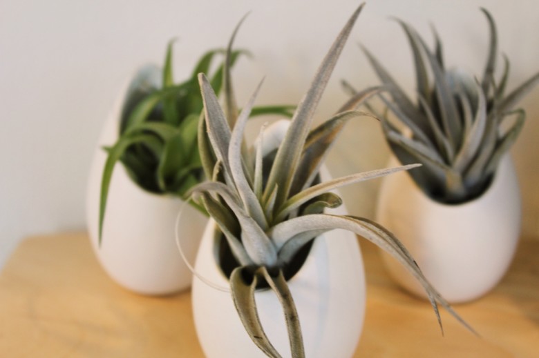 These are just some of the air plants Field House carries in their shop.