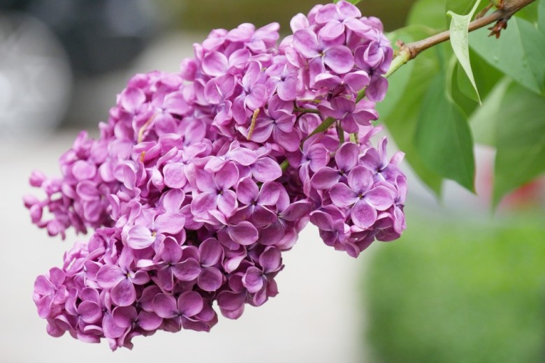 Why Are My Lilacs Not Blooming? | Gardening Advice
