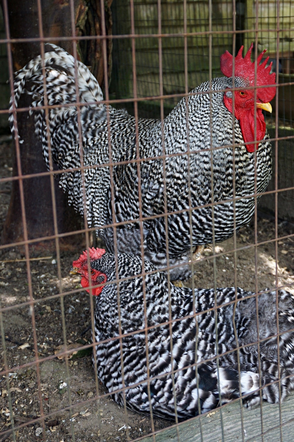 Why Snug Harbor Farm Is One of the Most Magical Places in Maine New