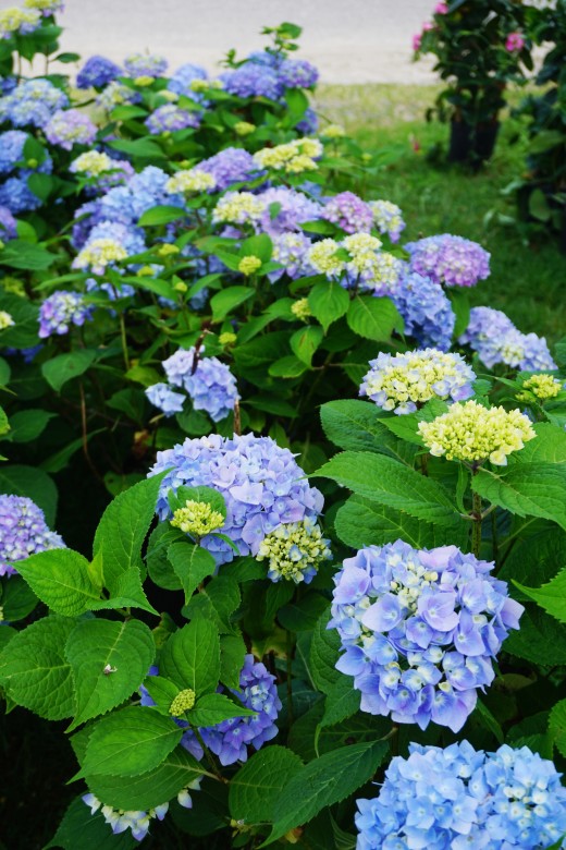 Then, admire the many colorful blooms and lush greenery in display for sale in the front yard.