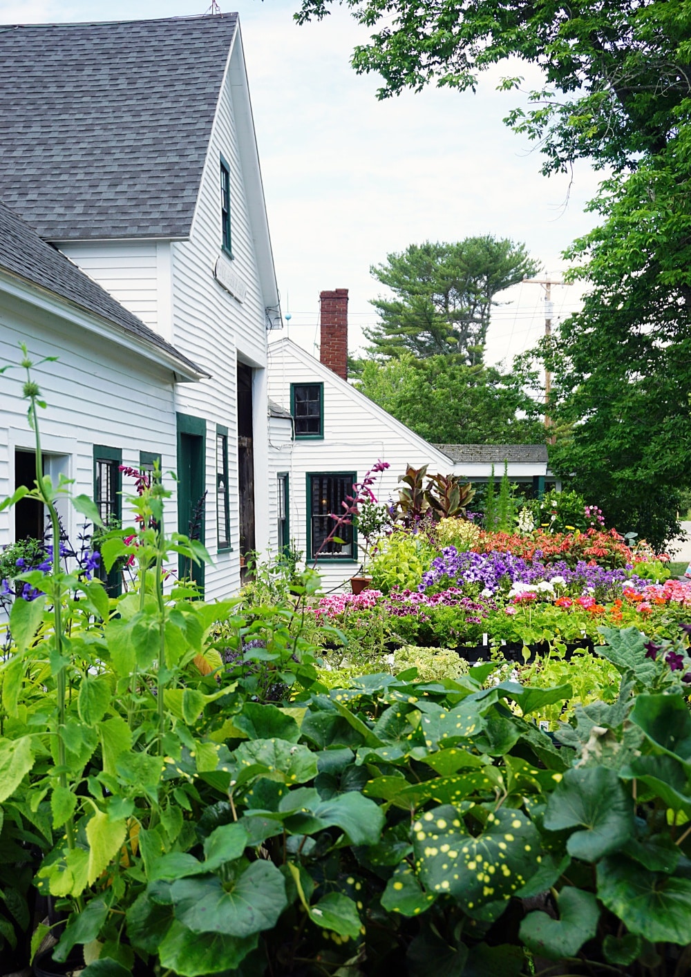 Why Snug Harbor Farm Is One of the Most Magical Places in Maine New