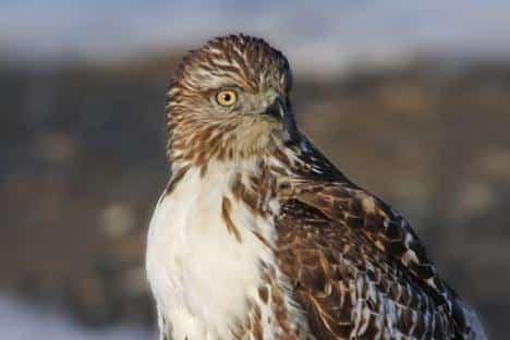 Spot hawks in new england