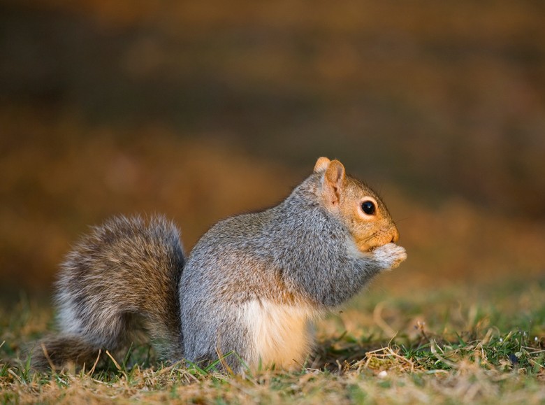 Grey Squirrel