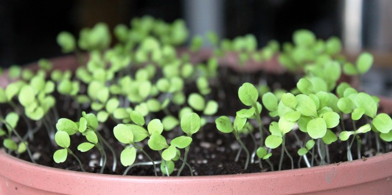 Starting Seeds Indoors | Seed-Starting in Winter