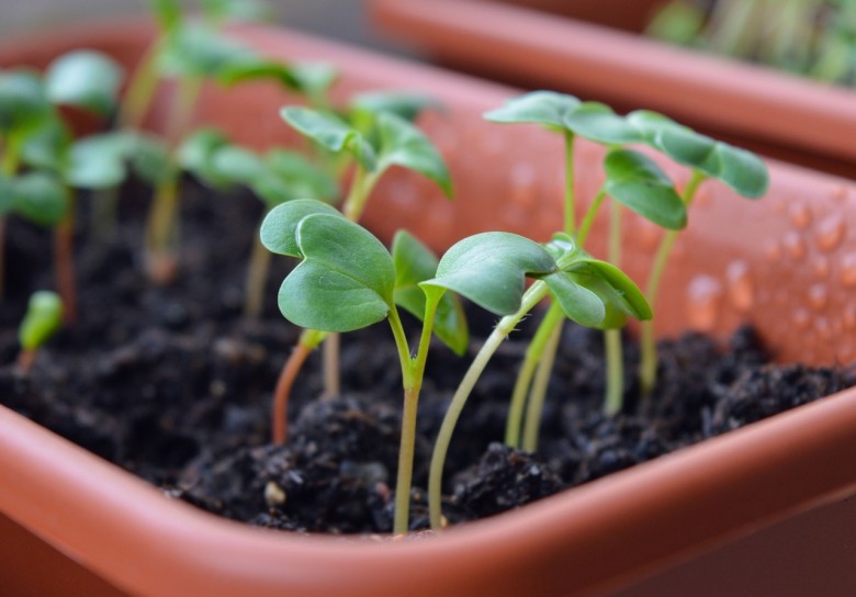 Starting Seeds Indoors | Seed-Starting in Winter