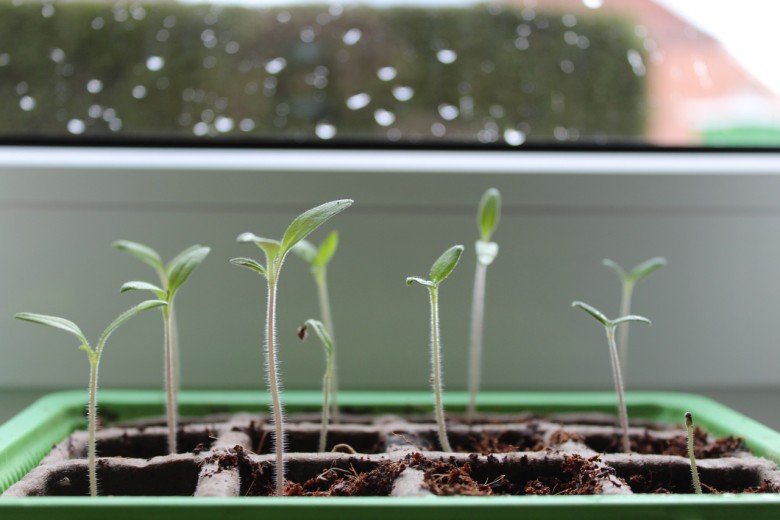 Starting Seeds Indoors | Seed-Starting in Winter