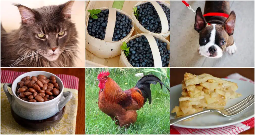 New England State Symbols