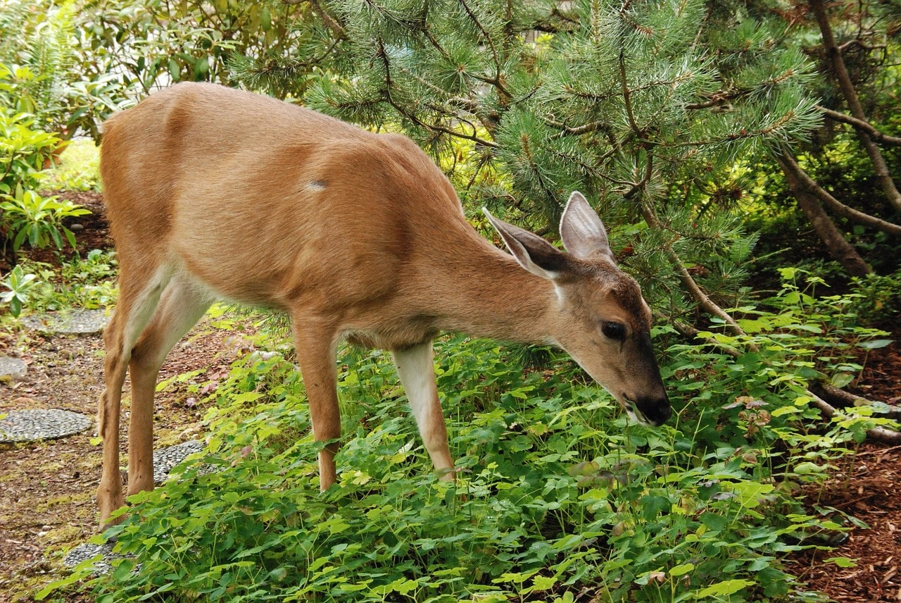 5 Ways to Stop Deer From Eating Plants New England Today