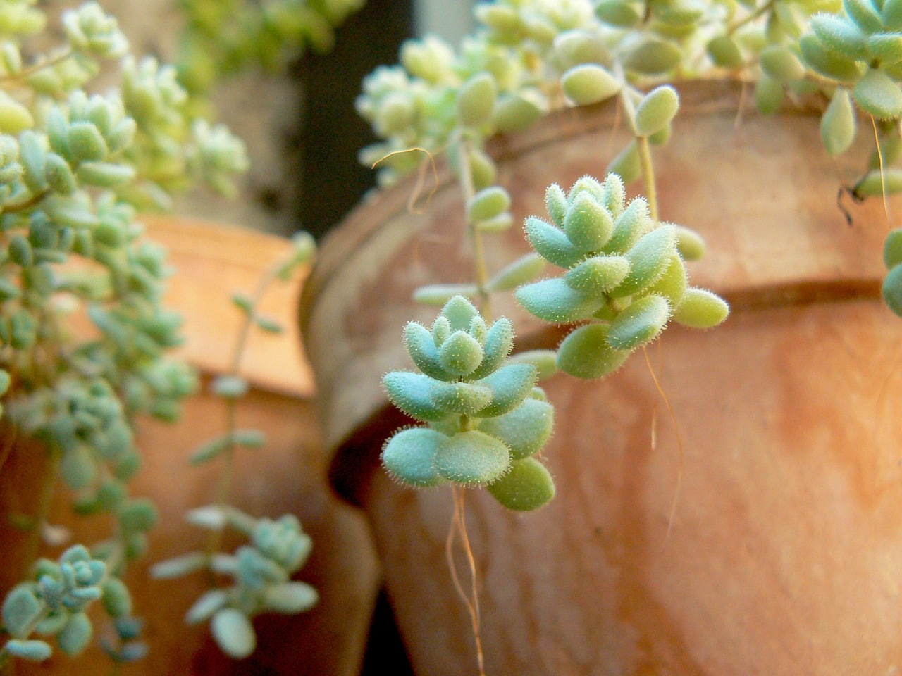 Succulent Care and Display Tips