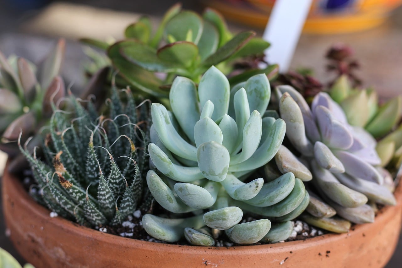 Succulent Care and Display Tips