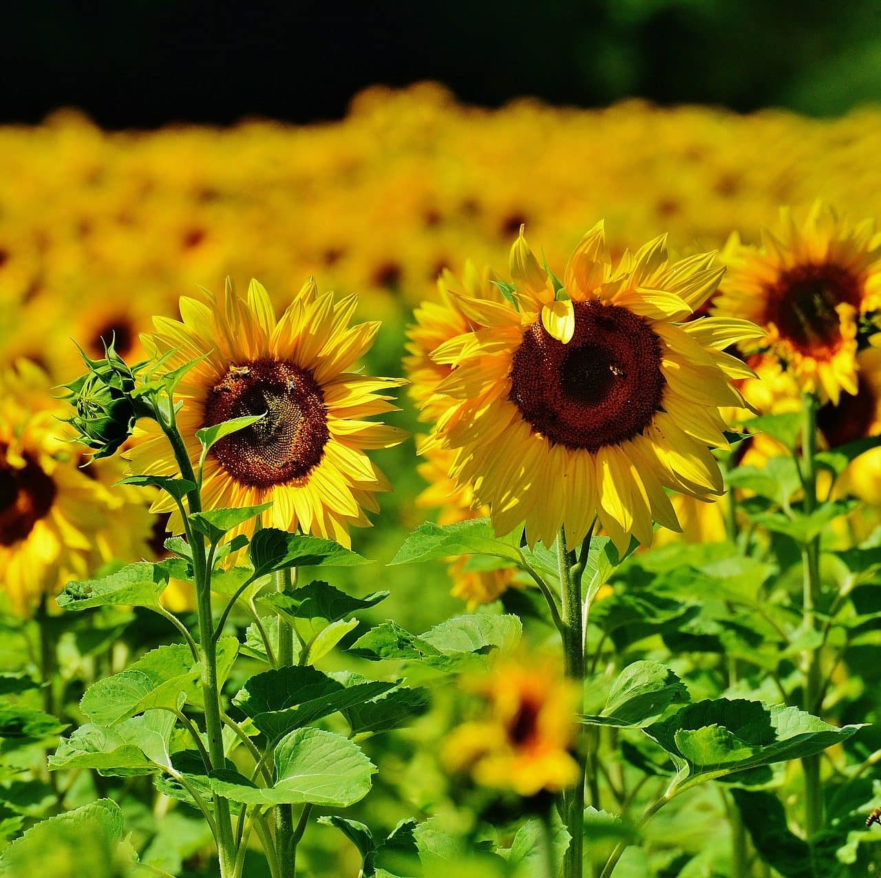 sunflower plant seeds