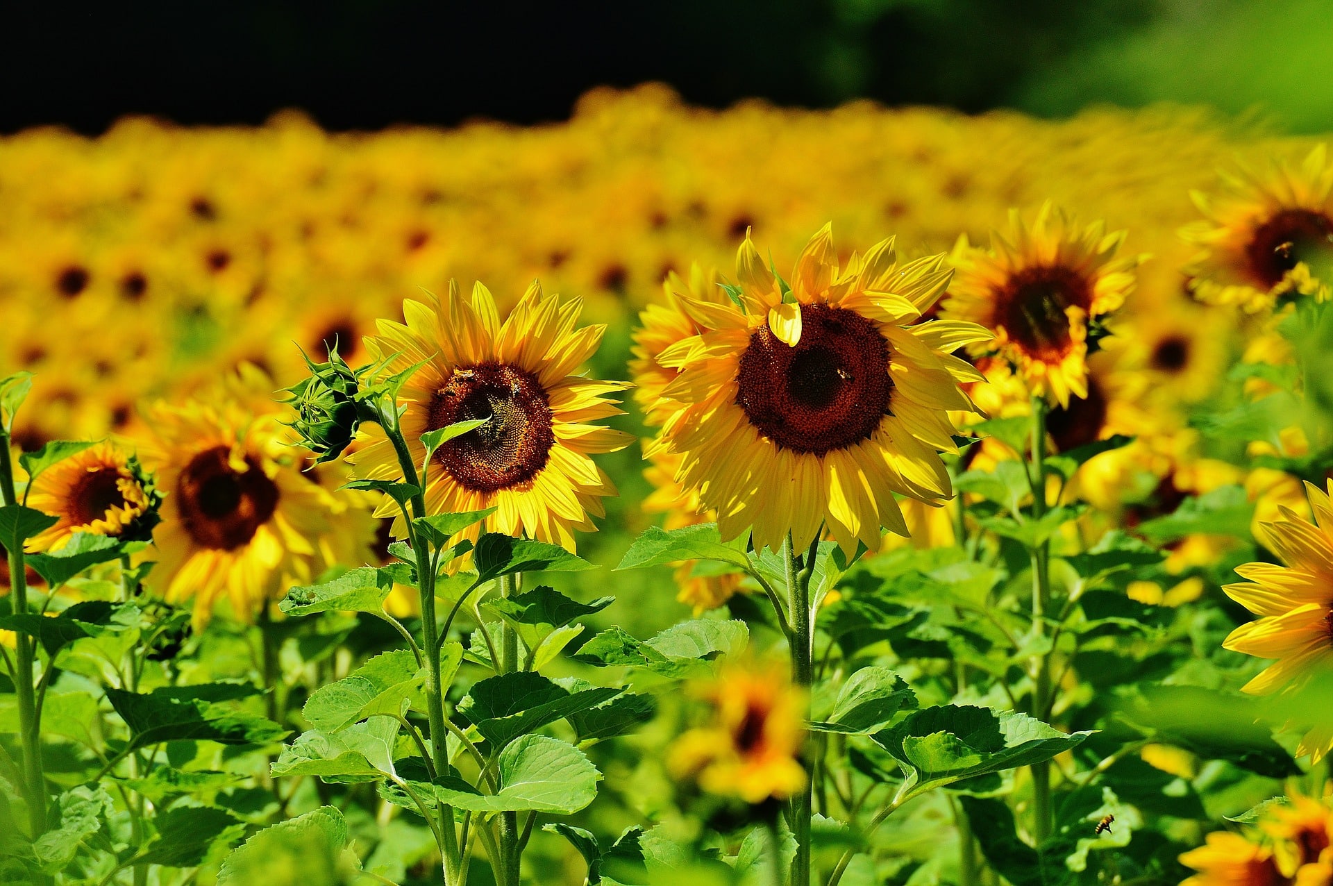 sunflowers grow sunflower