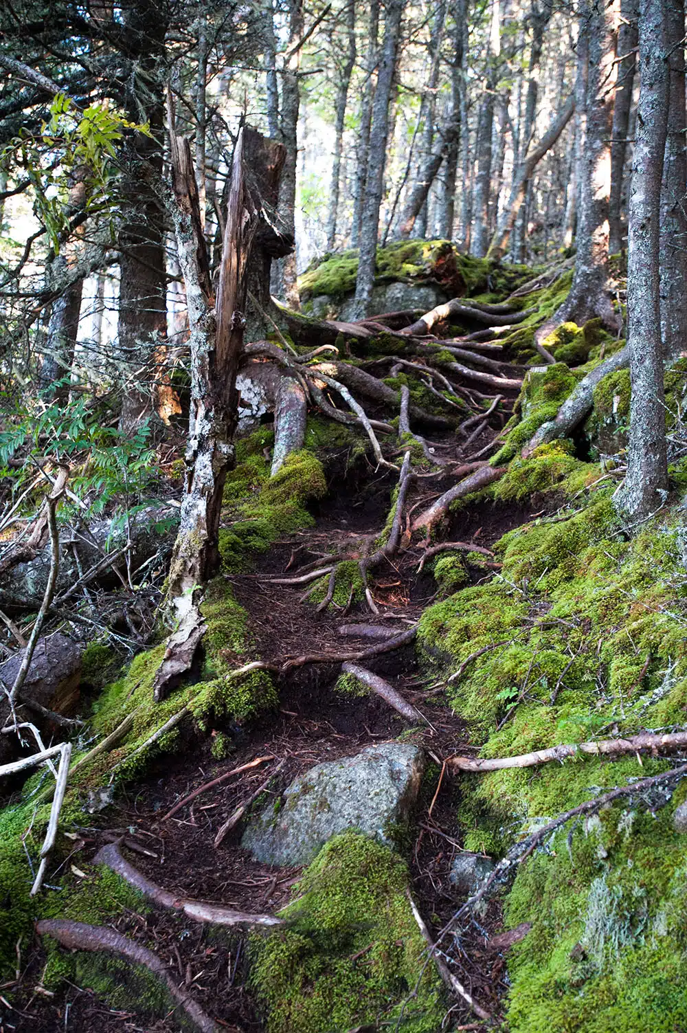 Western Head Reserve trail in Cutler, Maine.