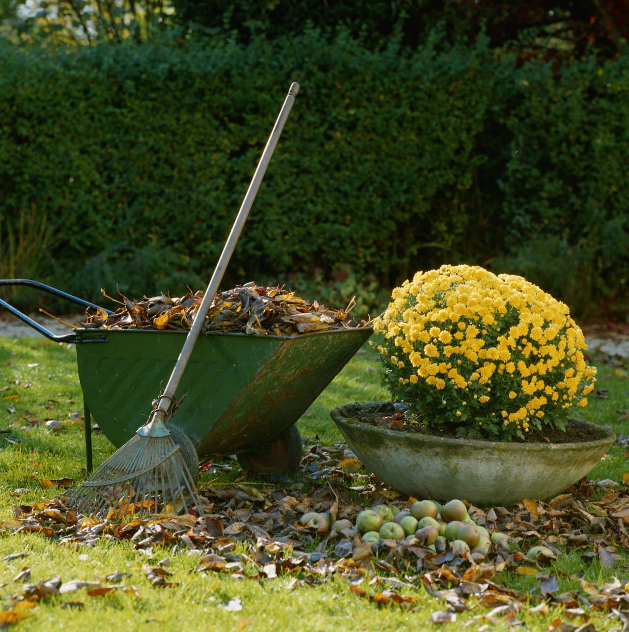 Wheelbarrow with potted plant in garden