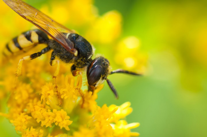Wasps are predators, with sleek, slender bodies.