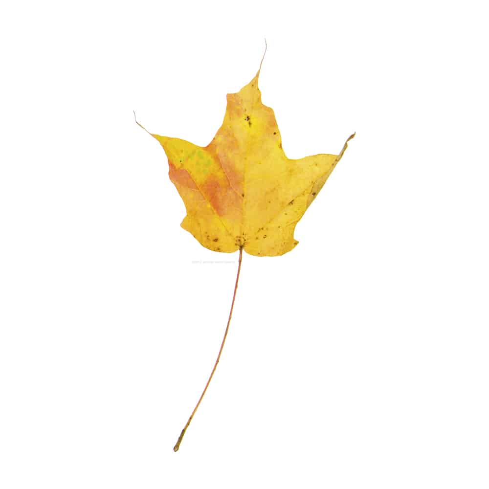Yellow Maple Leaf, Acer rubrum. 