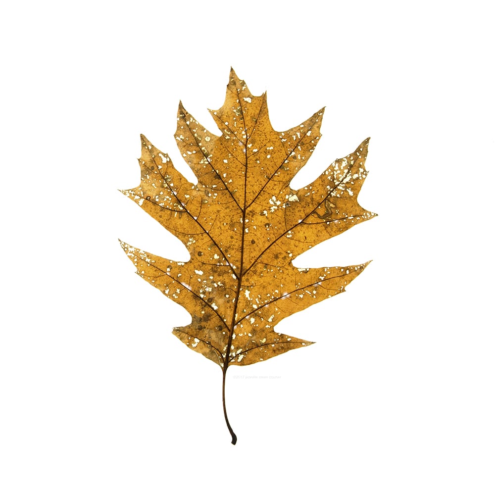 Red Oak Leaf, Quercus rubra.