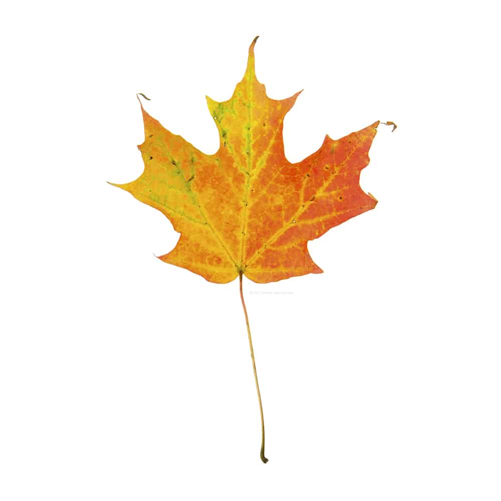 Red, Yellow, Green Sugar Maple Leaf, Acer saccharum. 